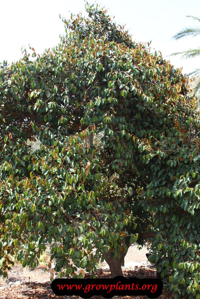 Star apple tree