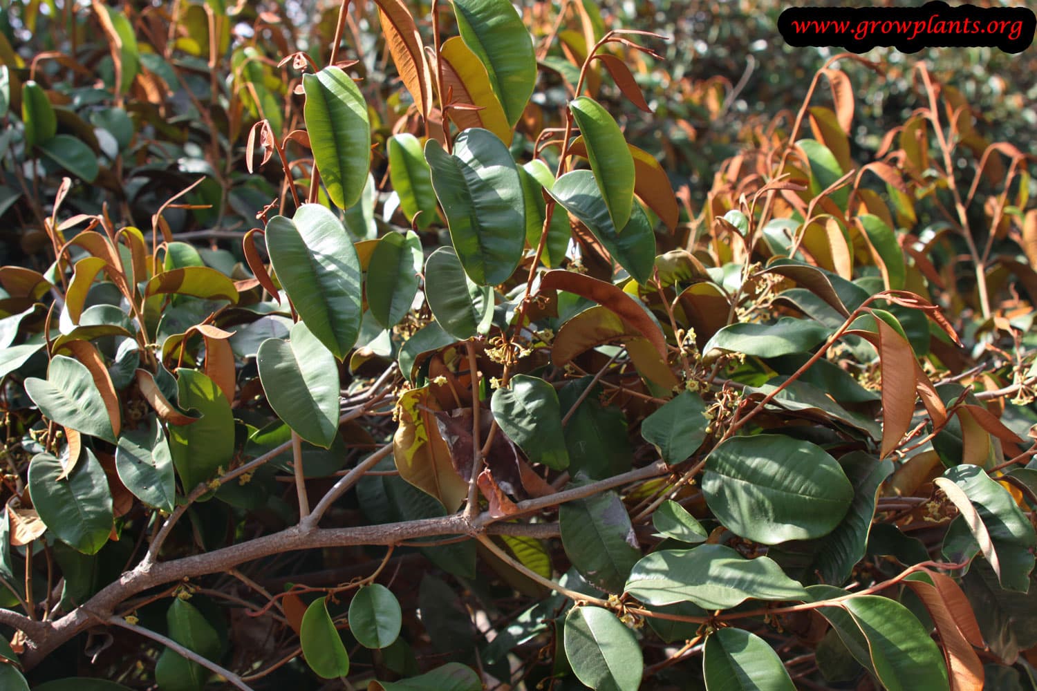 Growing Star apple tree