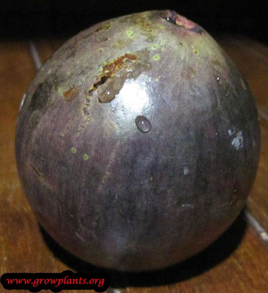 Star apple harvest fruits