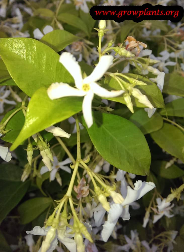 Star jasmine How to grow & care