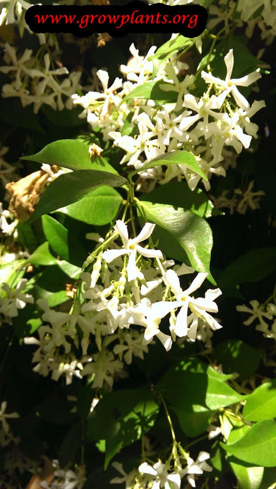 Star jasmine How to grow & care