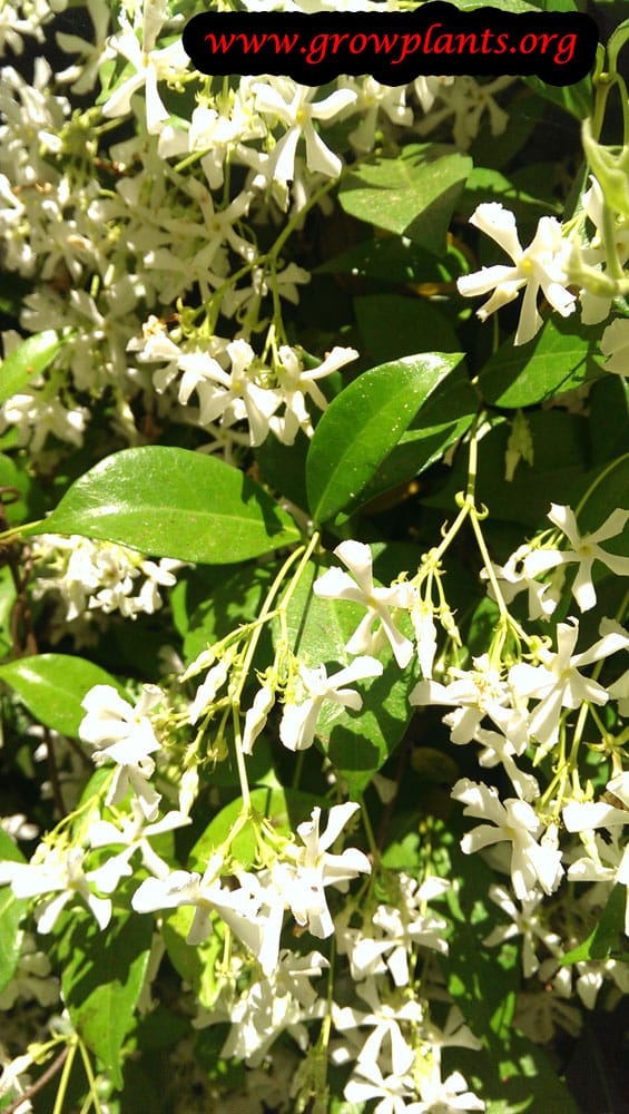 Star jasmine How to grow &amp; care