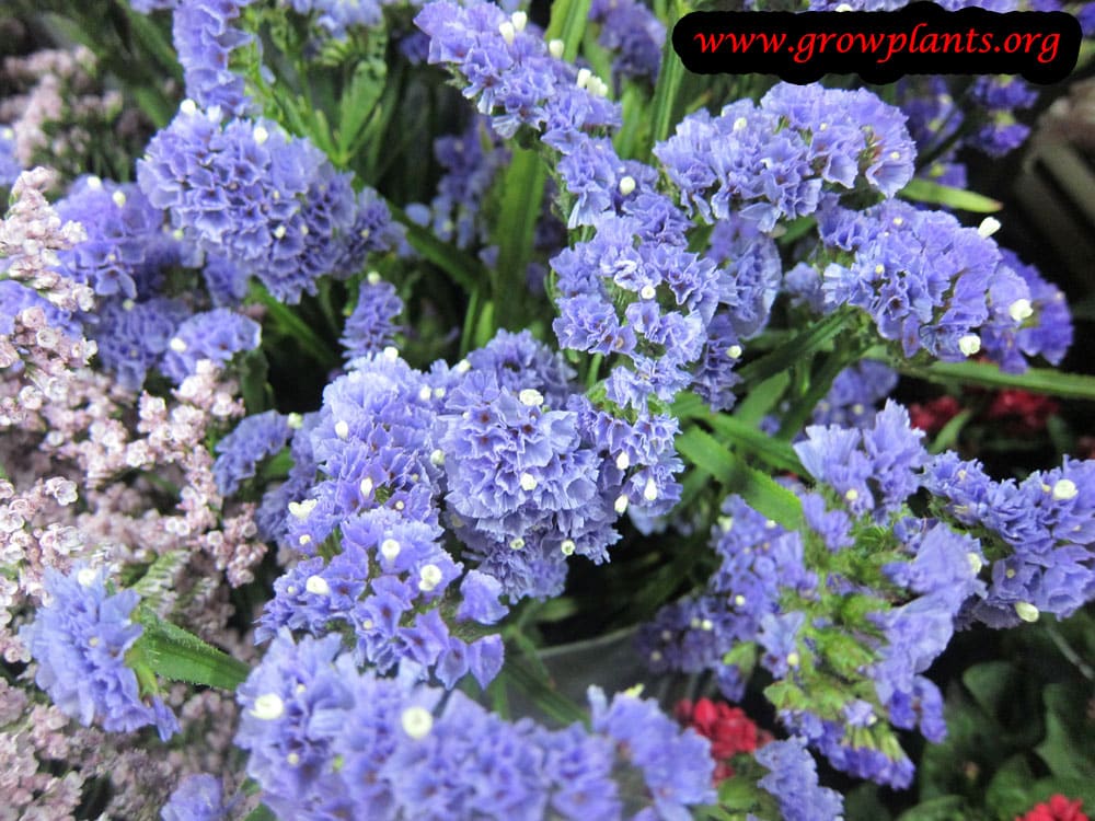 Statice plant