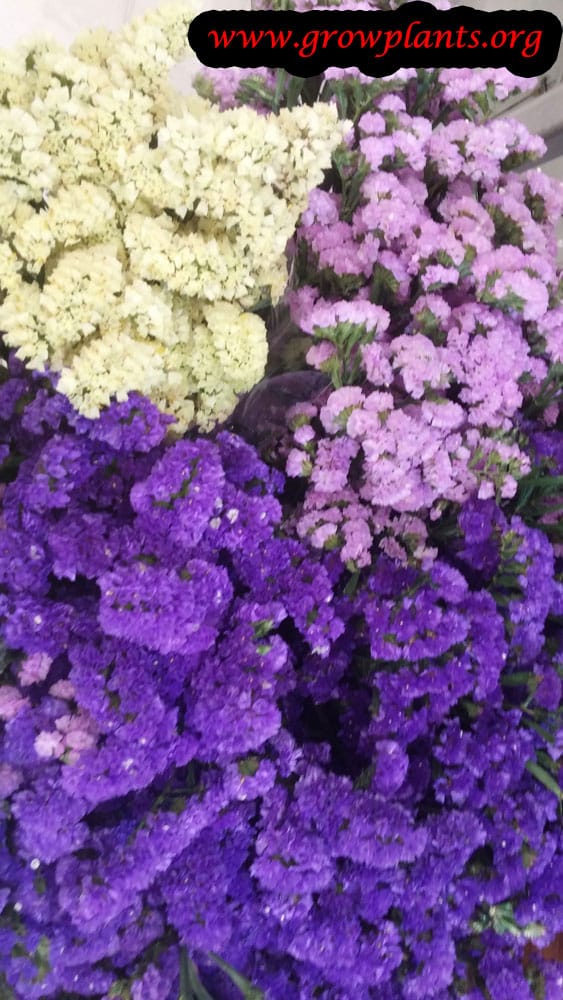 Statice cut flowers