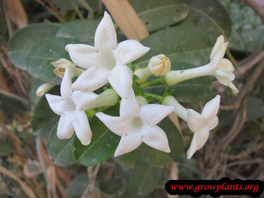 Stephanotis floribunda
