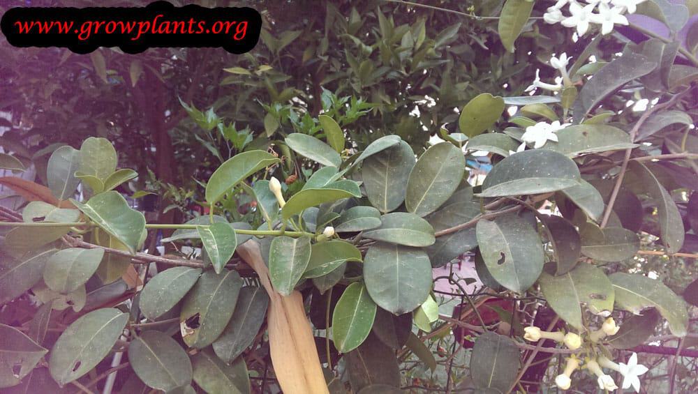 Stephanotis floribunda plant
