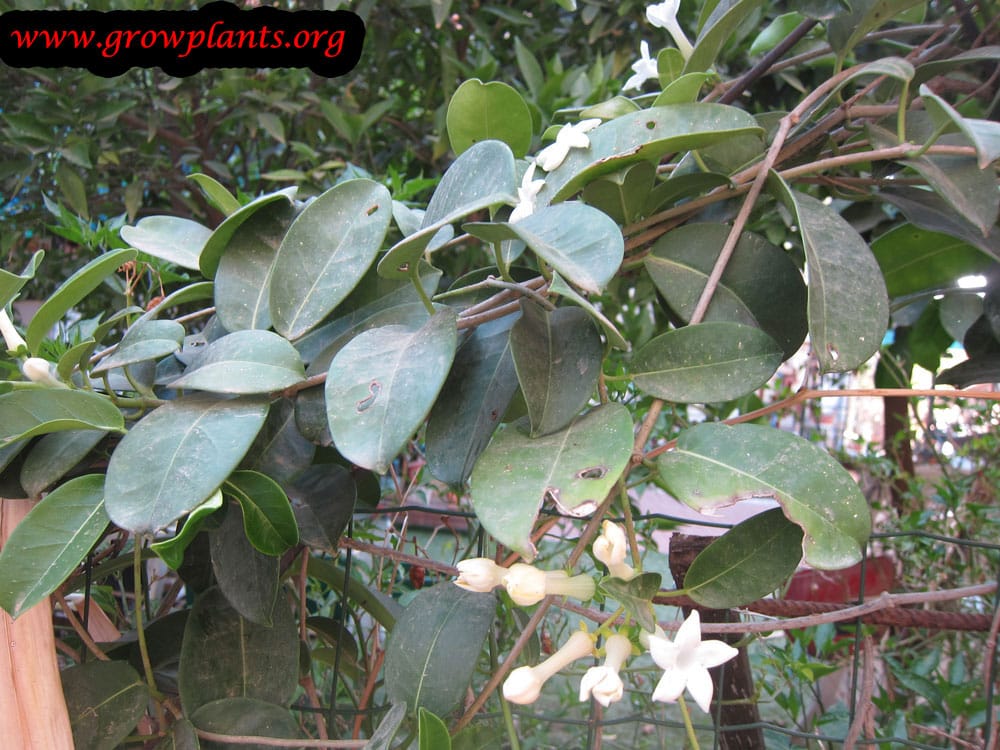 Stephanotis floribunda How to grow & care