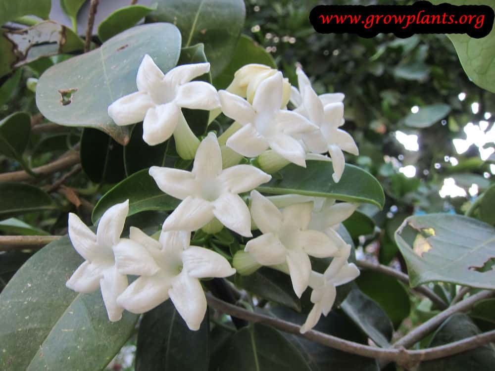 Stephanotis floribunda flowers