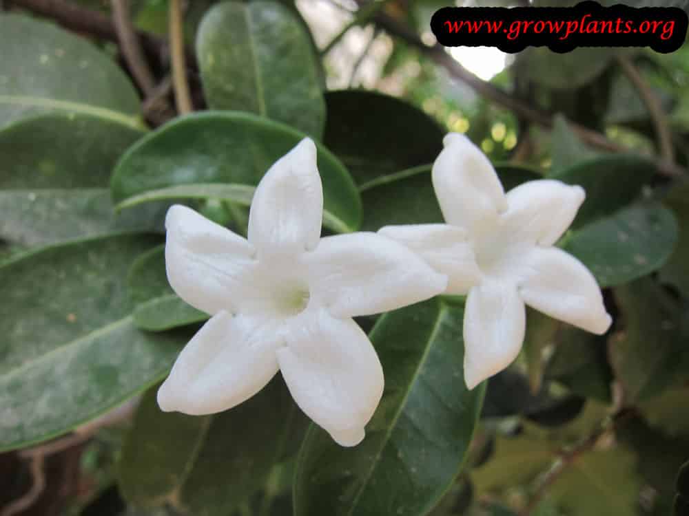 Growing Stephanotis floribunda