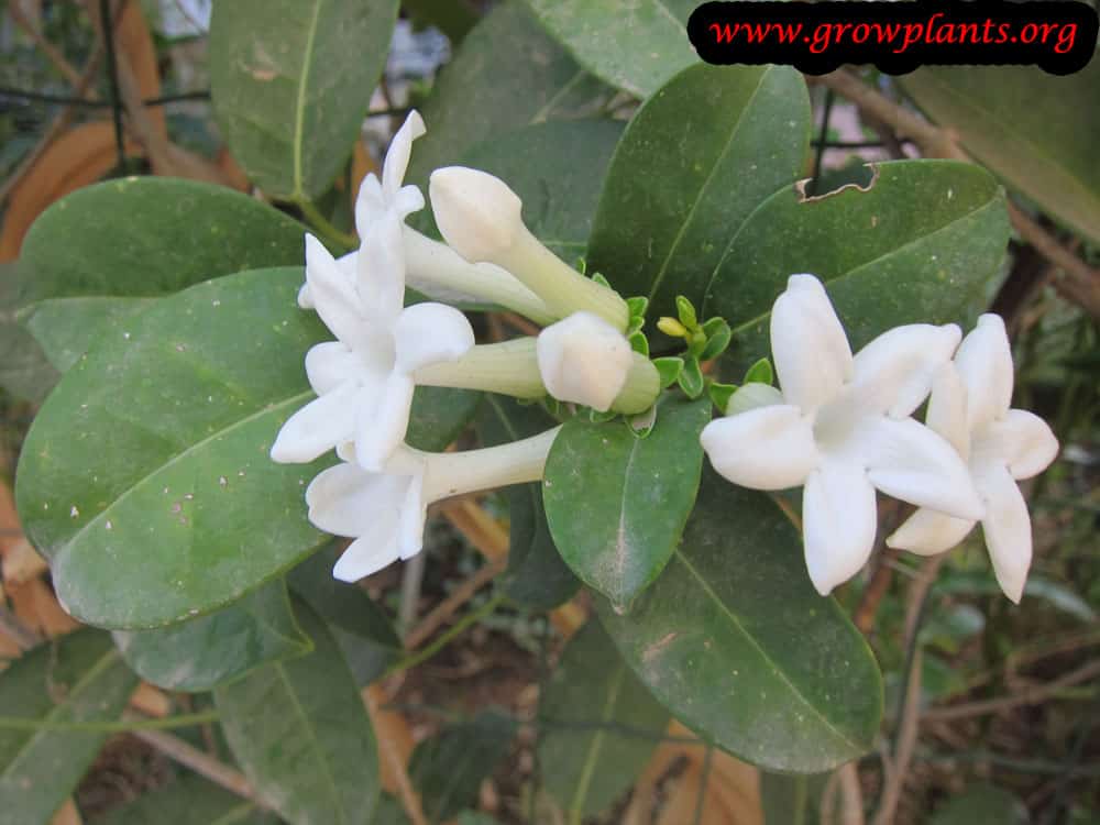 Stephanotis floribunda fragrant flowers