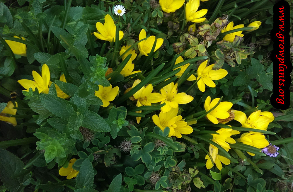 Sternbergia lutea flowers