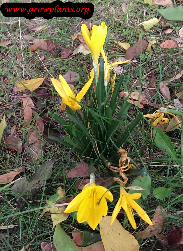 Sternbergia lutea
