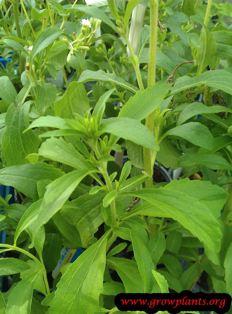 Stevia plant How to grow &amp; care