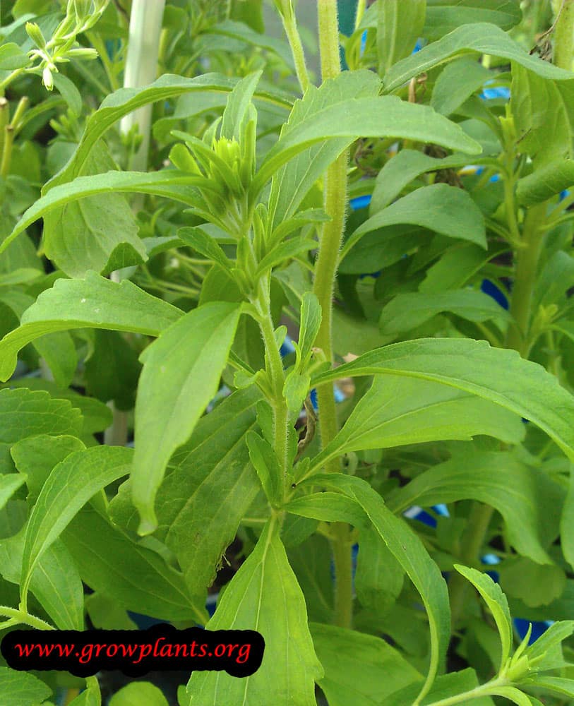 Stevia plant How to grow &amp; care