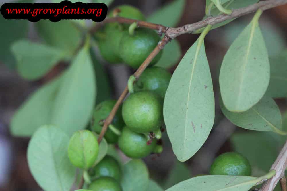 Strawberry guava How to grow & care