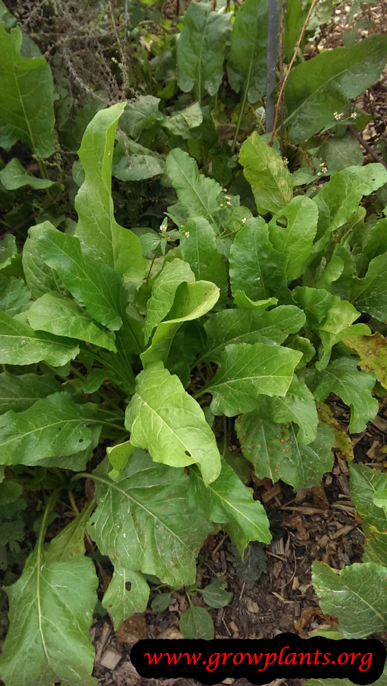 Sugar beet
