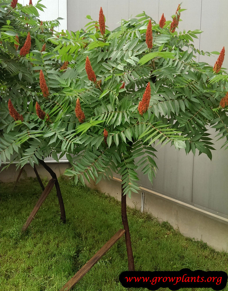 Sumac Tree How To Grow And Care