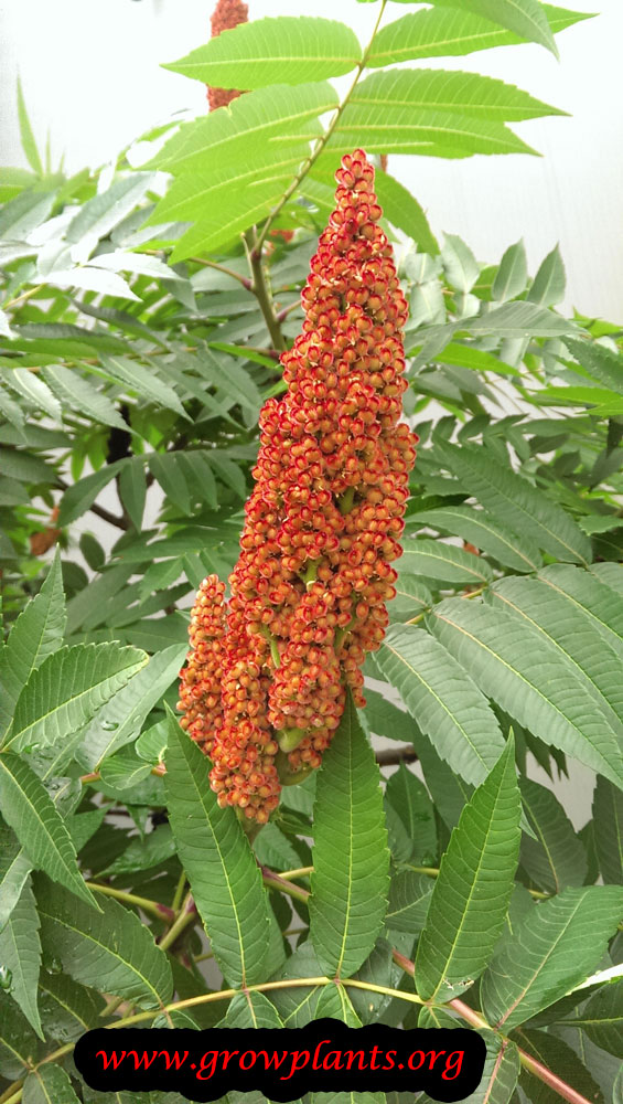 Sumac tree How to grow & care
