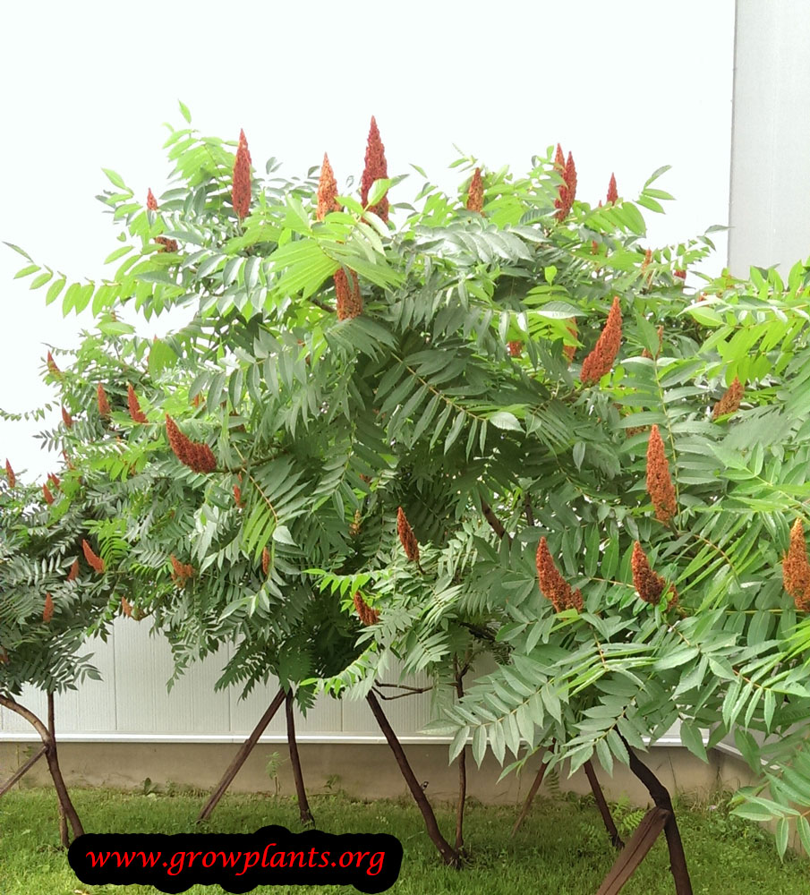 Sumac tree How to grow & care