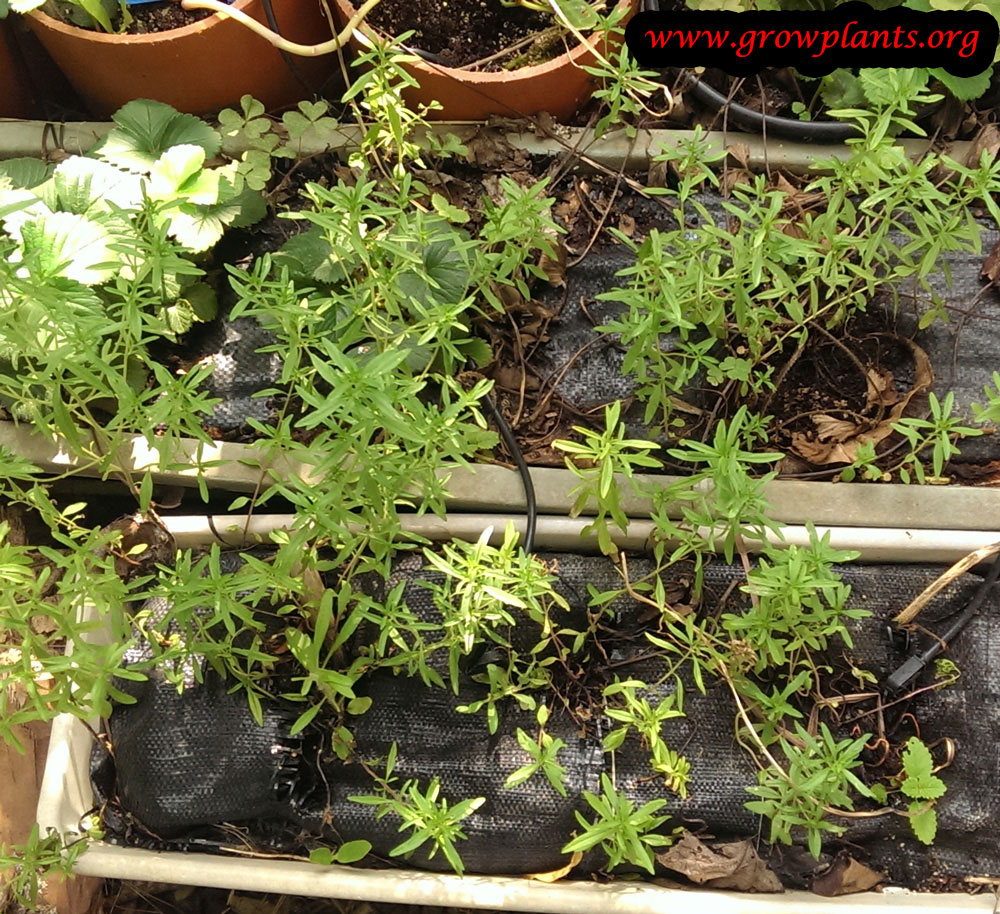 Summer savory How to grow & care
