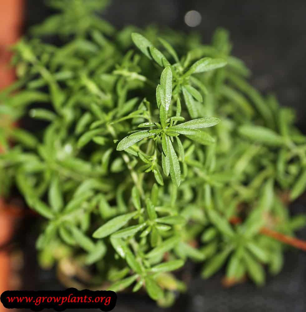 Growing Summer savory