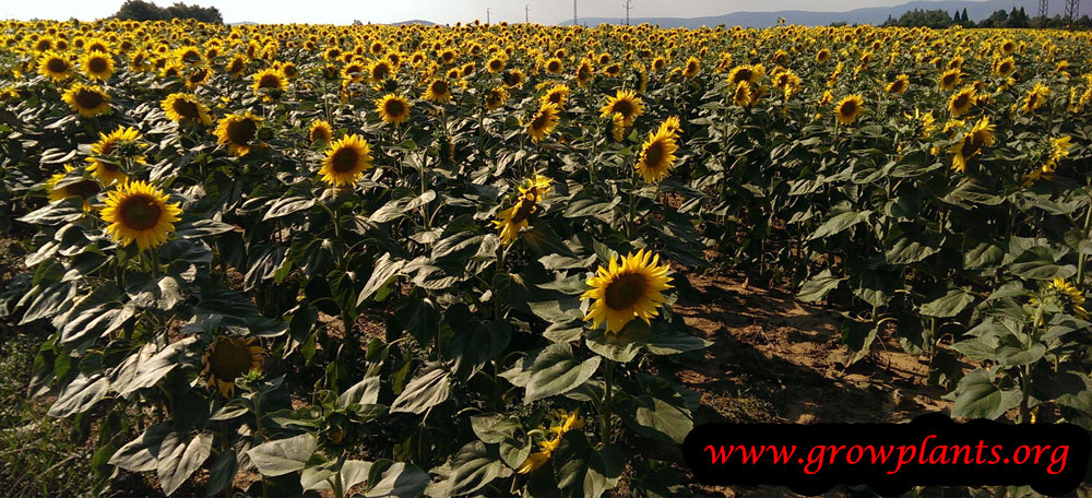 Sunflower plants