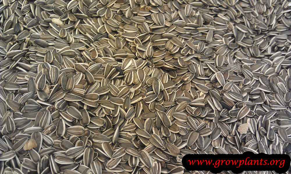 Harvest Sunflower plant