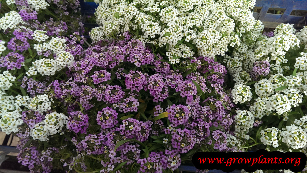 Sweet alyssum How to grow & care