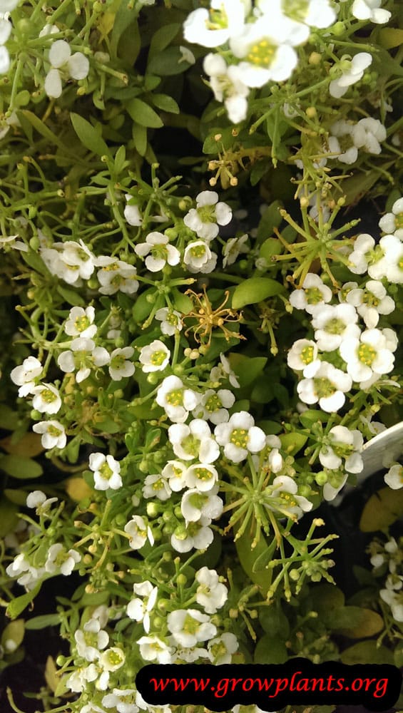 Sweet alyssum How to grow & care