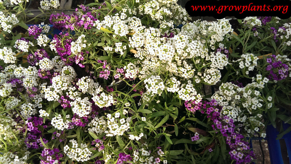 Sweet alyssum How to grow & care