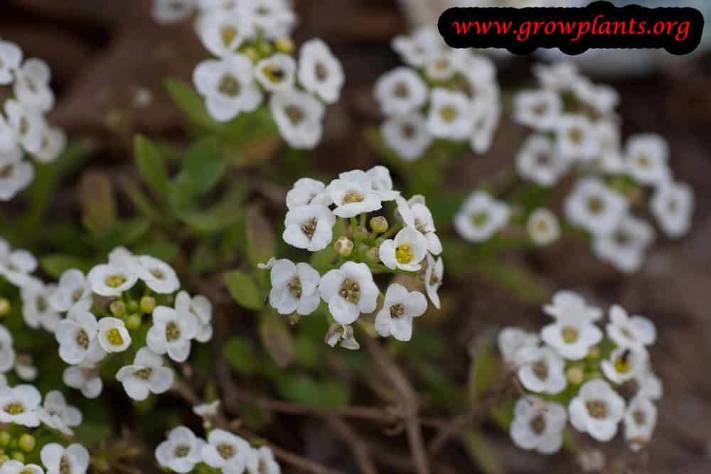 Sweet alyssum How to grow & care