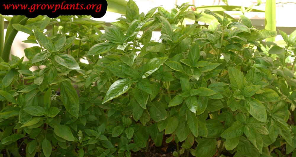 Sweet basil plant