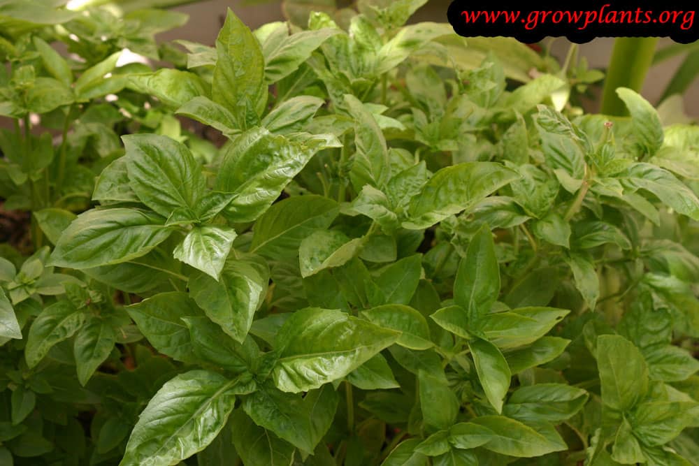 Sweet basil How to grow & care