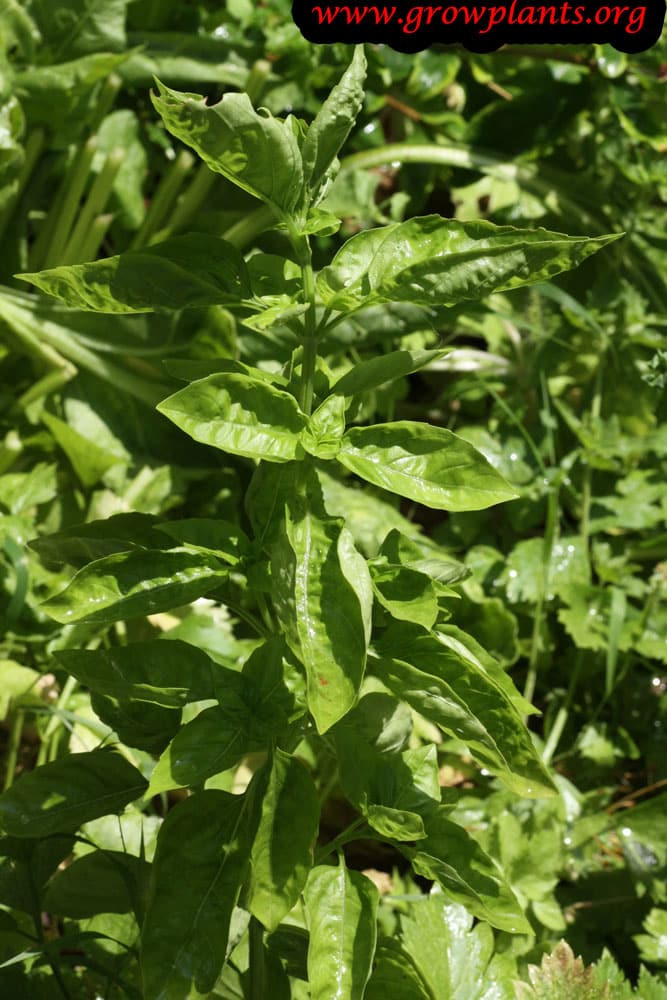 Sweet basil plant harvest