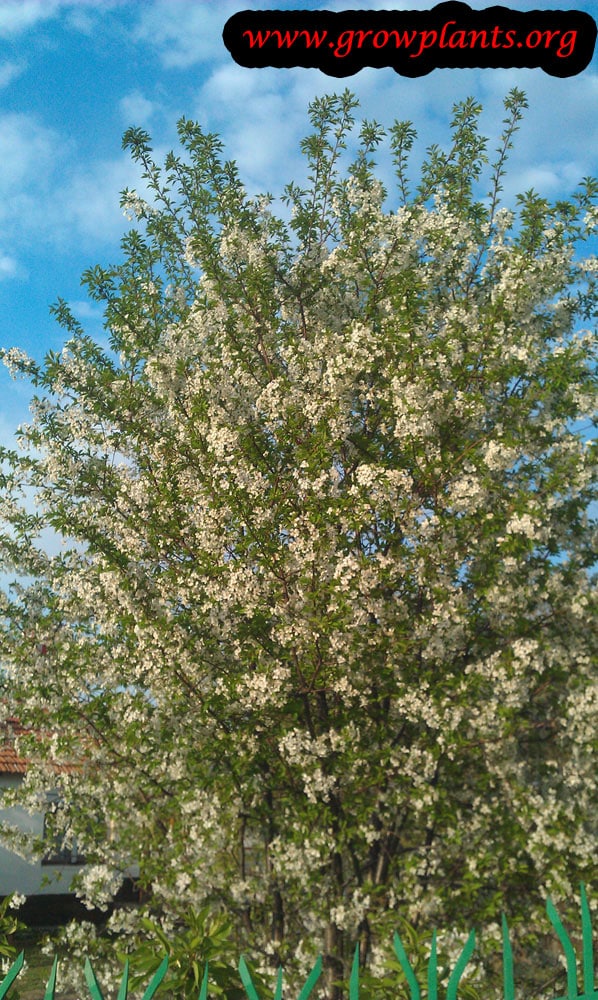 Sweet cherry tree