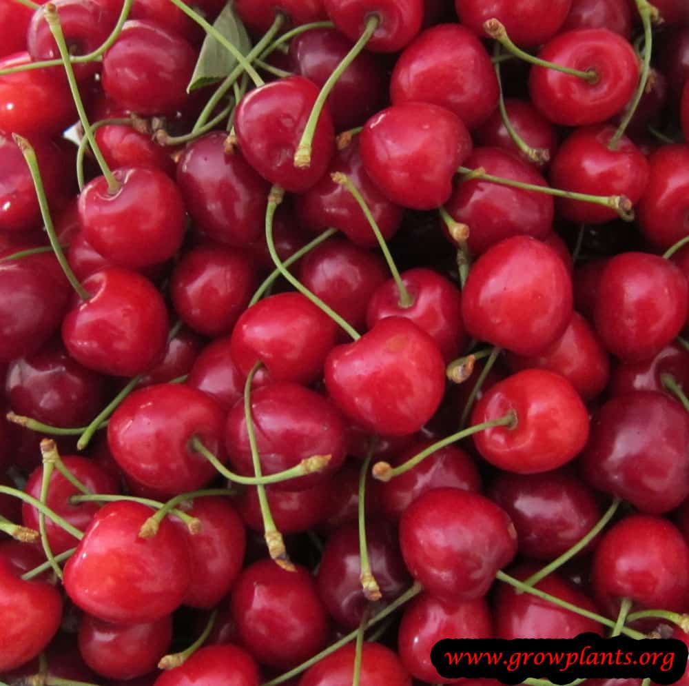 Growing Sweet cherry tree
