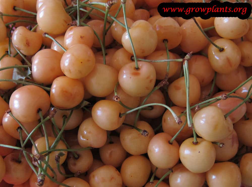 Sweet cherry tree care