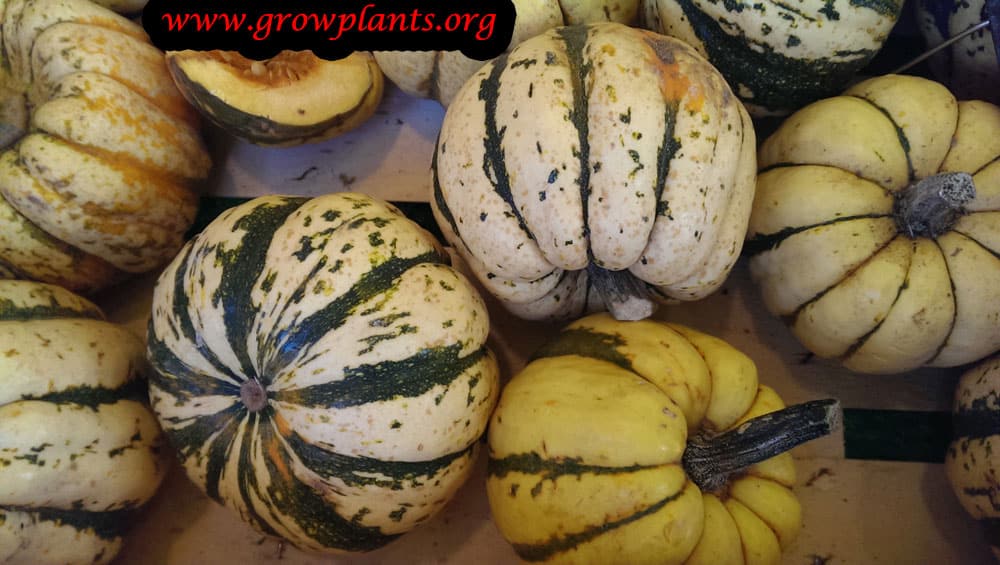 Sweet dumpling squash How to grow & care