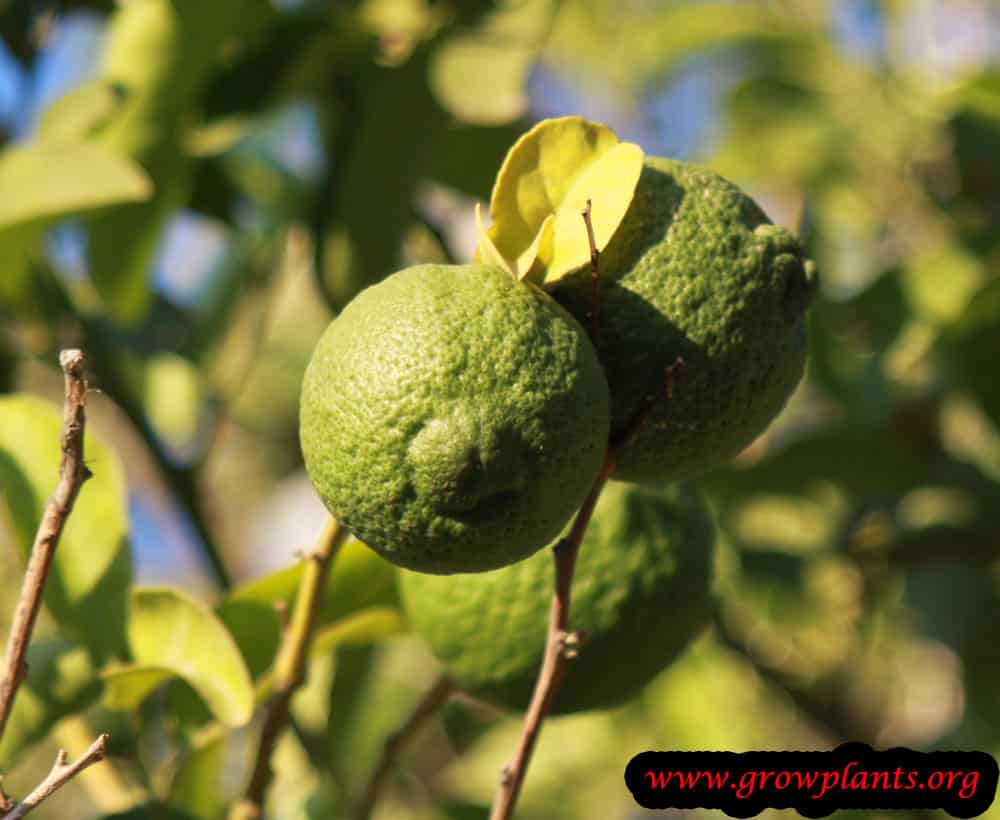 sweet lime how to grow care how to prune a lime tree