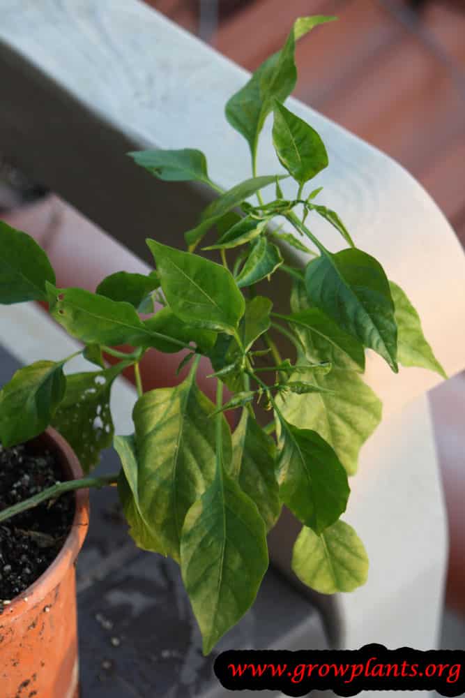 Sweet pepper plant