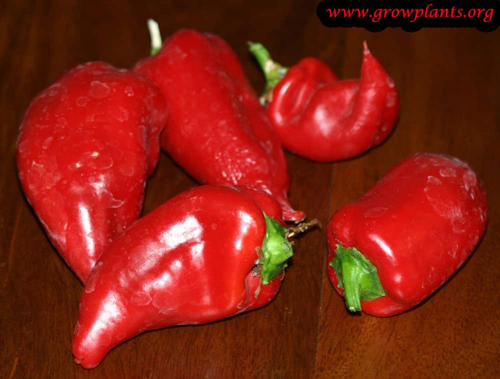 Sweet pepper How to grow & care