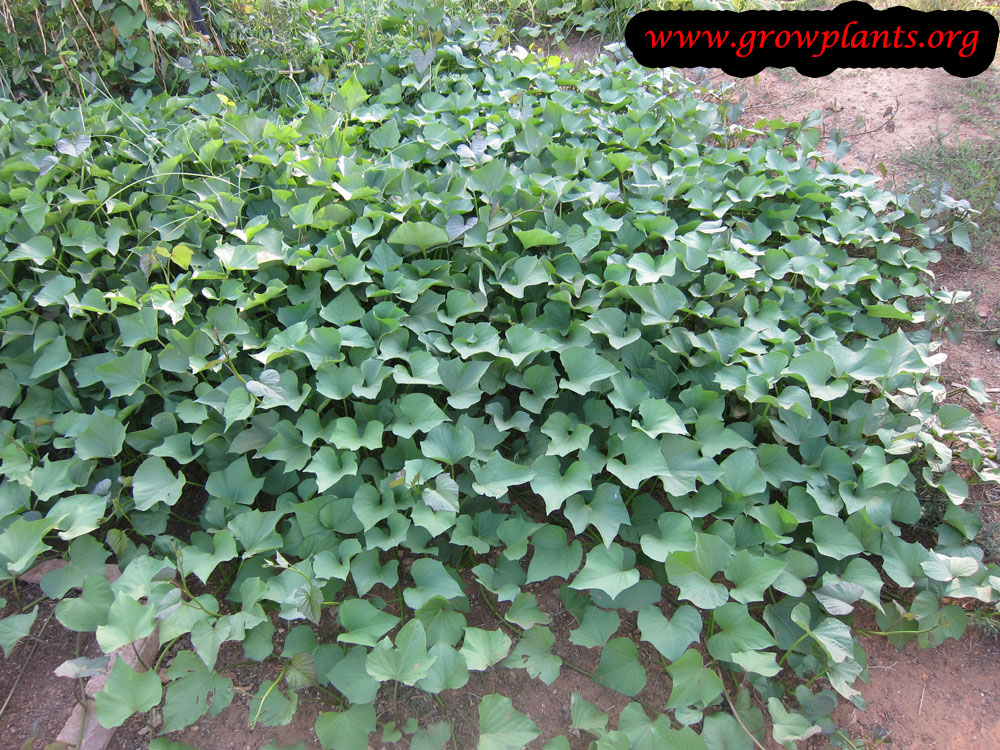 Sweet potato How to grow &amp; care