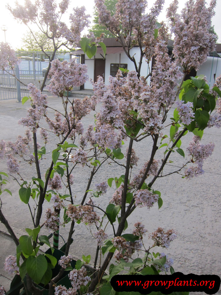 Syringa vulgaris