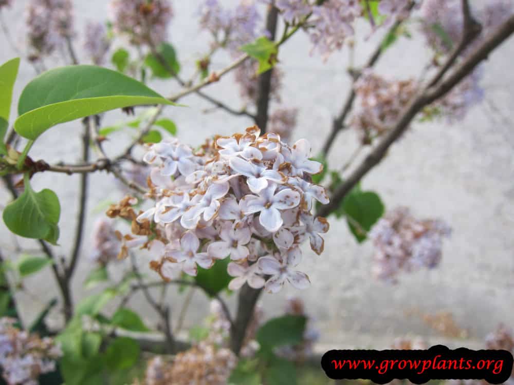 Syringa vulgaris tree