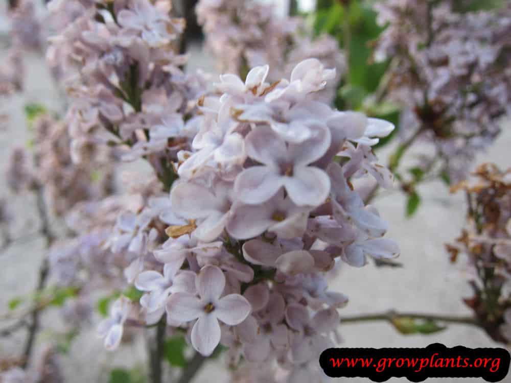 Growing Syringa vulgaris tree