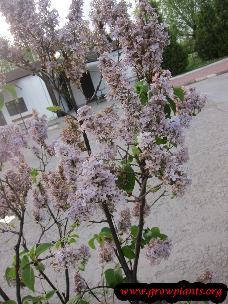 Syringa vulgaris plant care