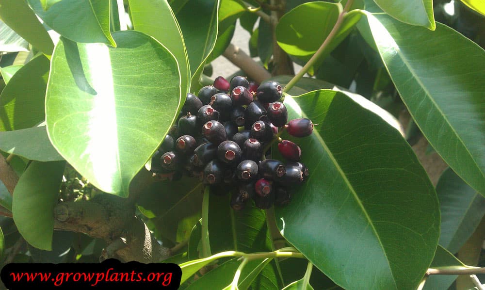 Syzygium cumini