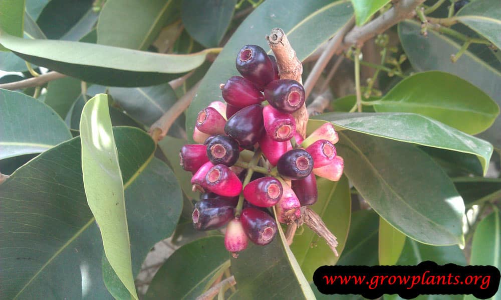 Syzygium cumini fruits