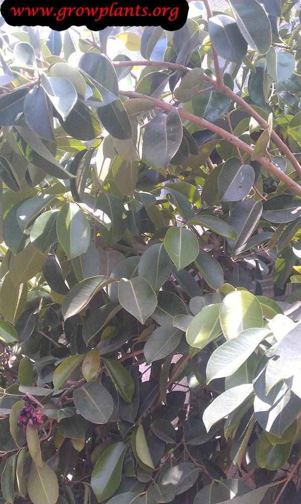 Growing Syzygium cumini