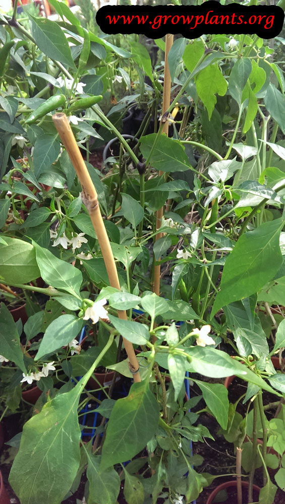 Tabasco pepper